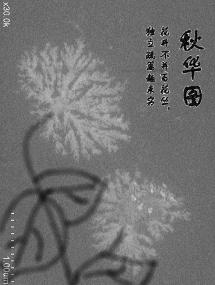 澳门新葡平台网址8883第九届显微摄影大赛获奖作品